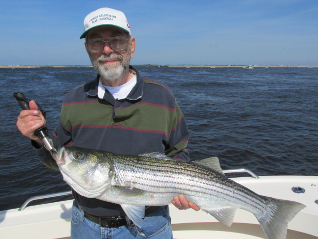 Merrimack River striped bass